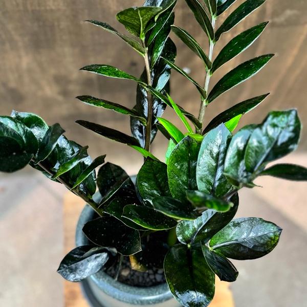 【観葉植物】希少　ザミオクルカス レイブン※受皿付 観葉植物】希少 ザミオクルカス レイブン※受皿付 【公式通販】