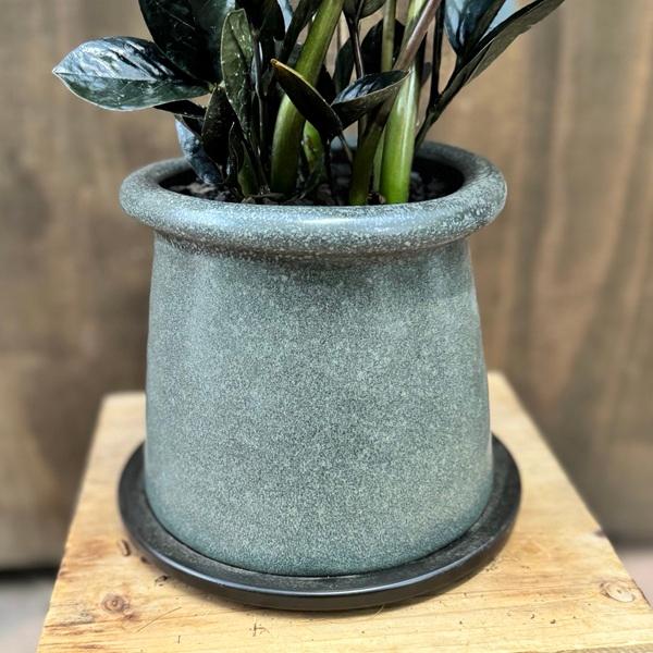 観葉植物：金銭樹 ザミオクルカス レイヴン 鉢植え*受皿付 富士砂飾り 