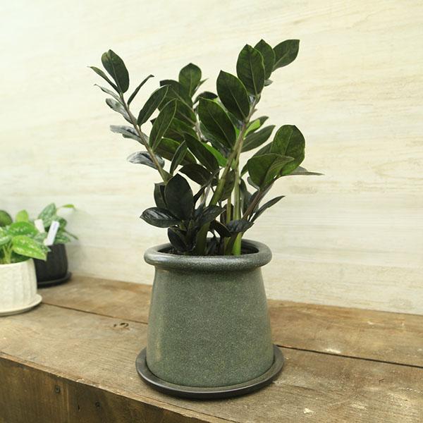 【観葉植物】希少　ザミオクルカス レイブン※受皿付 再入荷‼️希少 ザミオクルカス レイヴン○漆黒の葉が今大注目