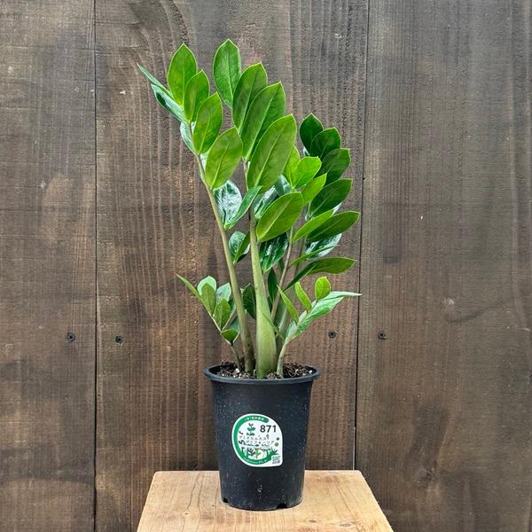 観葉植物：金銭樹 ザミオクルカス ザミフォーリア*4号 プラポット
