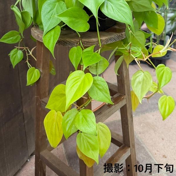 風*音様 MS229 Callosum フィロデンドロン カロッサム 5株セット 風*音様 MS229 Callosum フィロデンドロン カロッサム 5株セット