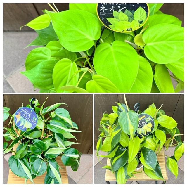 おしゃれ 観葉植物 ：オキシカルジウム ネオン*フィロデンドロン5号