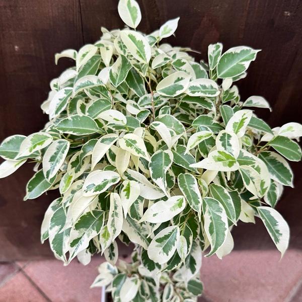 観葉植物：フィカス ベンジャミン スターライトビューティー* : 遊恵