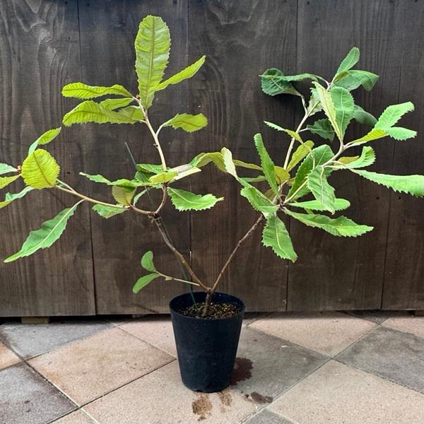 観葉植物 鉢花 苗：バンクシア ロブル*スワンプバンクシア ロブール 6