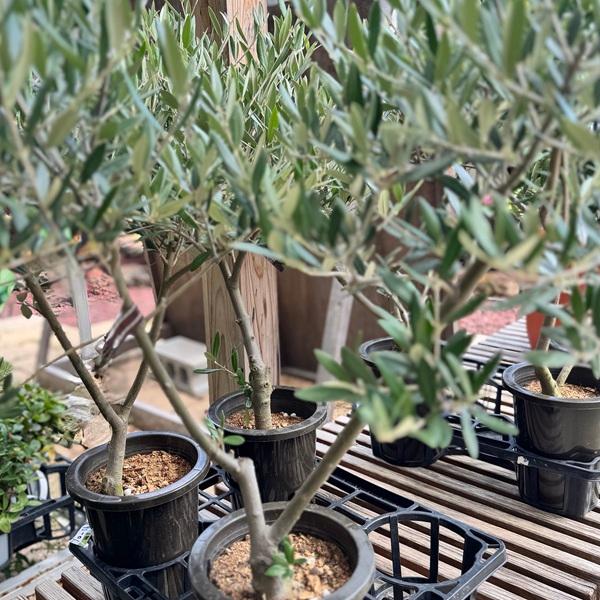 観葉植物 SOUJU（創樹）ブランド：オリーブの木 ネバディロ