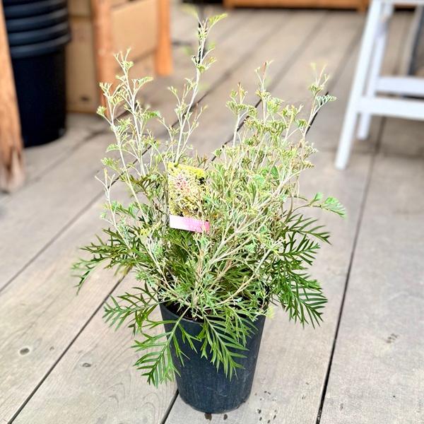 ☆人気品種/グレビレア/クリームパッション/オージープランツ☆① 花苗 観葉植物：グレビレア クリームパッション*5号 オージープランツ
