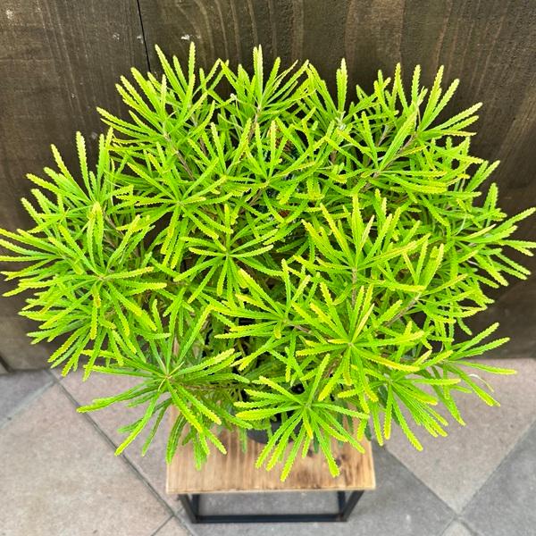 ①ヘアピンバンクシア スピヌローサ8号鉢高さ100センチ 園芸ネット本店｜バンクシア：ヘアピンバンクシア 8号鉢植え の通販