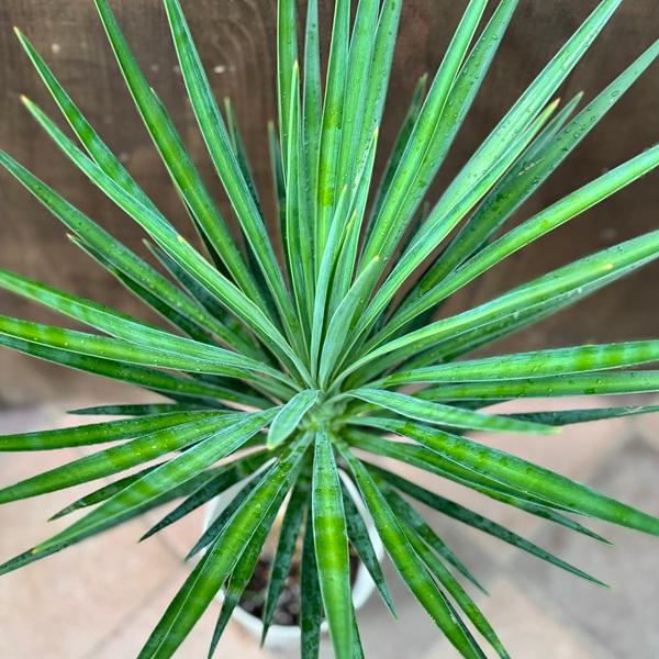 ユッカ・アロイフォリア　子株　オマケつき 観葉植物：ユッカ アロイフォリア*プラポット : 遊恵盆栽 Yahoo!店