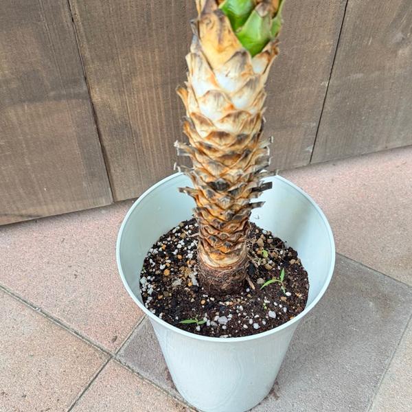 観葉植物：ユッカ アロイフォリア*プラポット : 遊恵盆栽 Yahoo!店