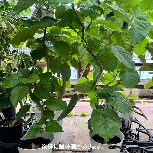 観葉植物：フィカス ウンベラータ*プラポット 大型ヤマト便 : 遊恵盆栽