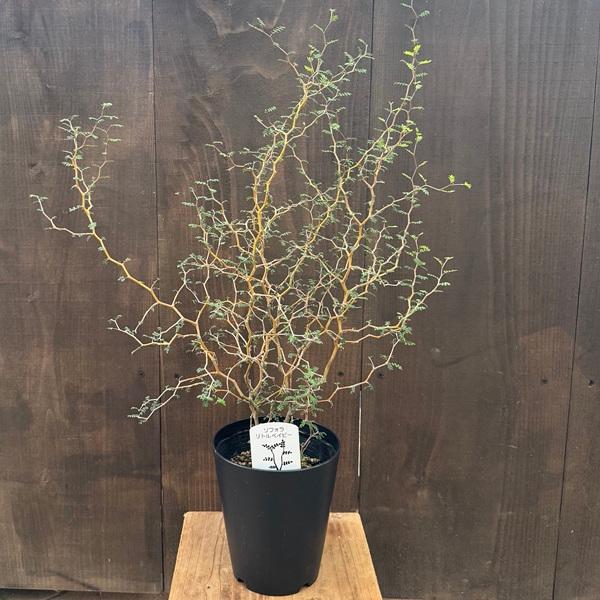 おしゃれ 観葉植物：ソフォラ リトルベイビー*5号 ミクロフィラ