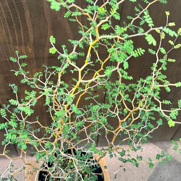 おしゃれ 観葉植物：ソフォラ リトルベイビー*5号 ミクロフィラ