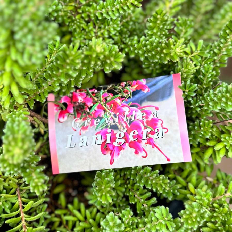 花苗 観葉植物：グレビレア ラニゲラ*6号 オージープランツ Grevillea