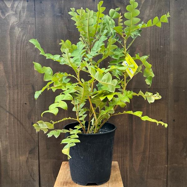 観葉植物 鉢花 苗：バンクシア グランディス*7号 Banksia Grandis