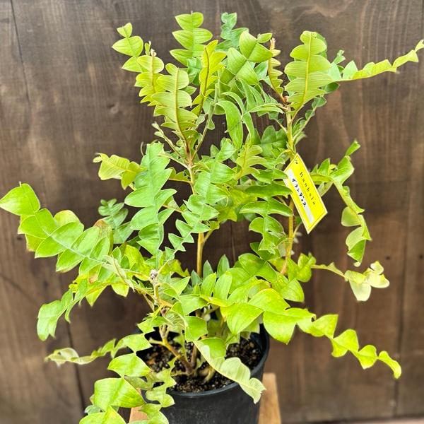 ちんちらページ　バンクシア　グランディス　鉢植え　苗　オージープランツ 楽天市場】【バンクシア グランディス 大株】8号 80cm 100cm