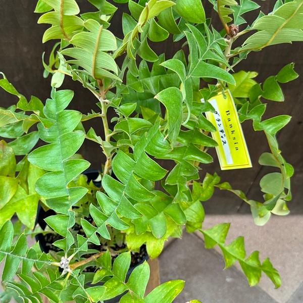 ちんちらページ バンクシア グランディス 鉢植え 苗 オージー