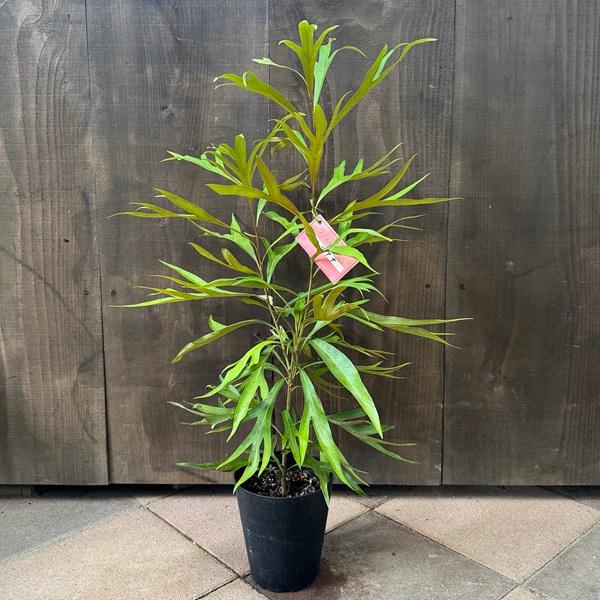 グレビレア　ベイリアナ　バイレアナ　グレビレアゴールド　鉢植え　苗　オージー 花苗 観葉植物：グレビレア ゴールド*5号 バイレヤナ バイレアナ