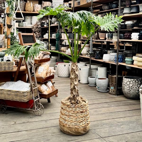 おしゃれ 観葉植物：フィロデンドロン セローム 鉢カバー*大型佐川便