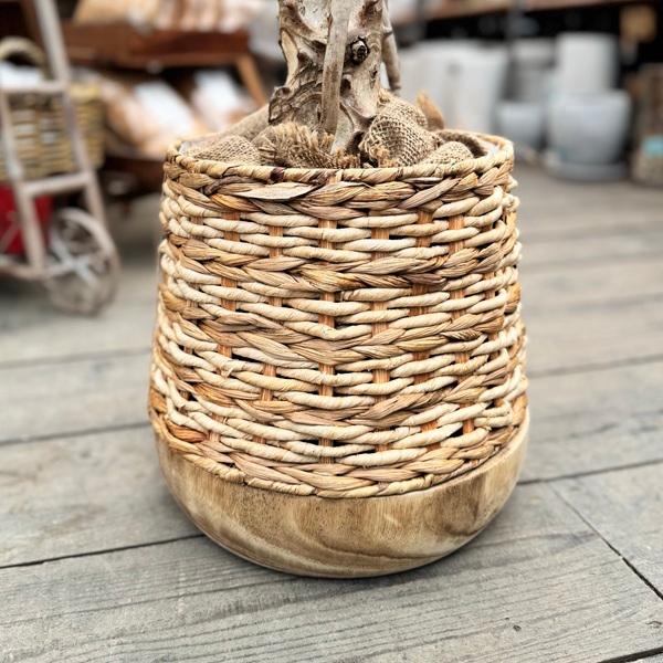 おしゃれ 観葉植物：フィロデンドロン セローム 鉢カバー*大型佐川便