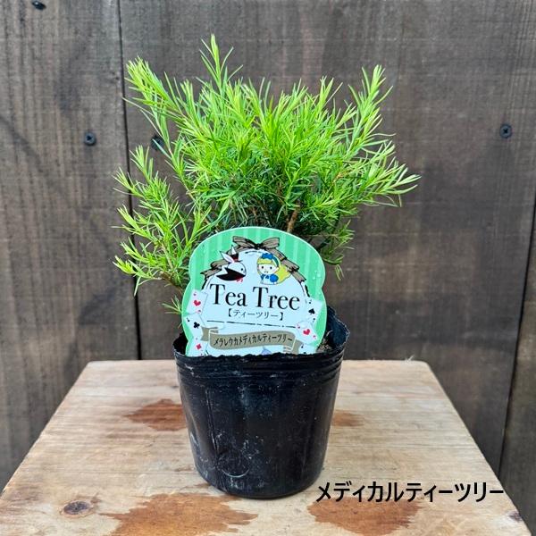 観葉 苗 花苗 鉢花：品種選べる メラレウカ*各種 3号 レボリューション