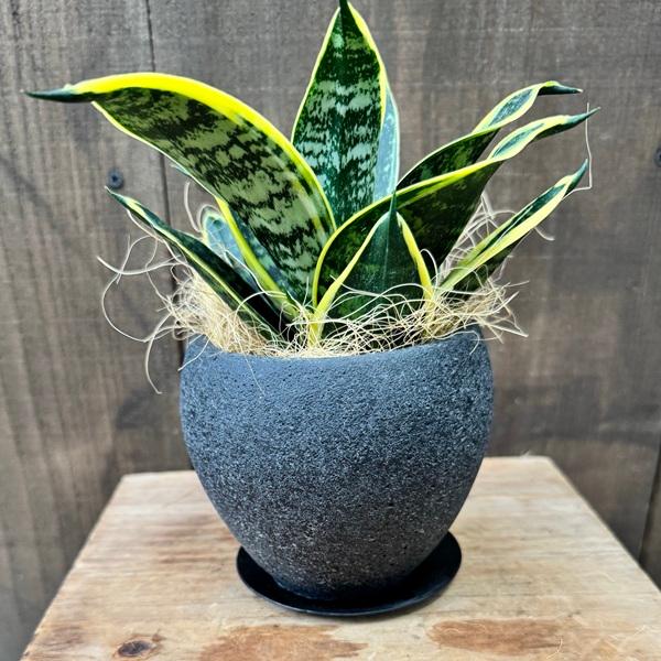 おしゃれ 観葉植物：サンスベリア グリーングランデ 鉢植え 受皿付