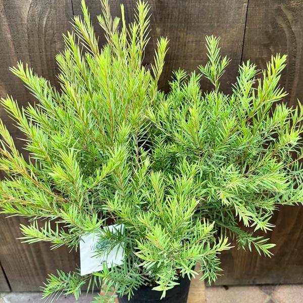 メラリウカ　スノーインサマー ept082_0001939_main2.jpg