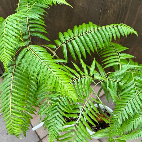 【現品】金毛狗（キンモウコウ）　6号　白角鉢（1） 現品】金毛狗（キンモウコウ） 6号 白角鉢（1） 楽天市場】おしゃれ