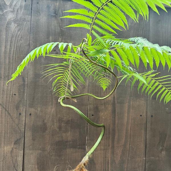 観葉植物 キンモウコウ：ゴールデンモンキー タカワラビ*金毛狗 6号