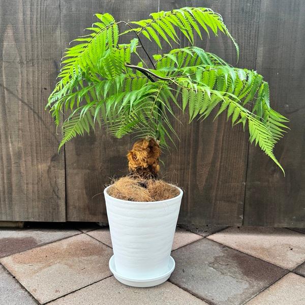 SALE❗️人気 キンモウコウ　ゴールデンモンキー　シダ 観葉植物 プレゼント　B 観葉植物 キンモウコウ：ゴールデンモンキー タカワラビ*金毛狗 7号