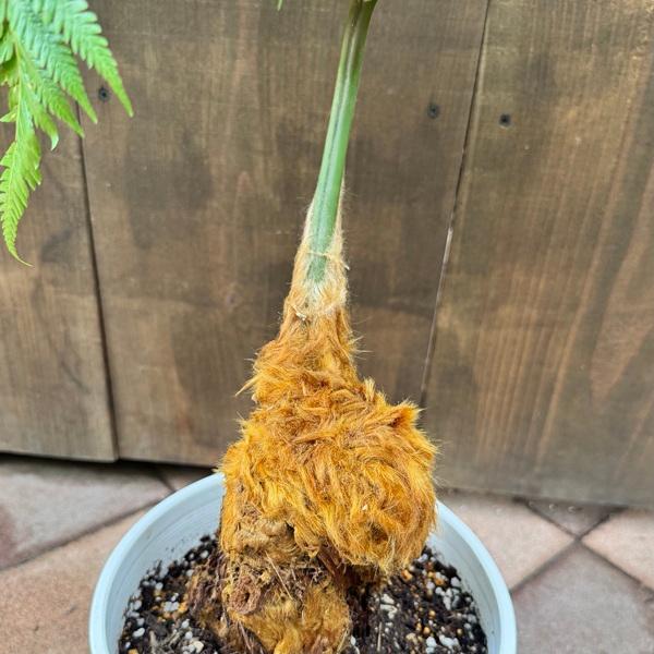 【現品】金毛狗（キンモウコウ）　5号　白鉢　（3） 現品】金毛狗（キンモウコウ） 5号 白鉢 （1） 楽天市場】【現品