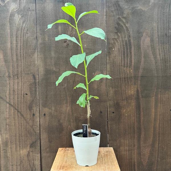 観葉植物：バオバブ アダンソニア ディギタータ*アフリカバオバブ
