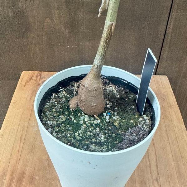 観葉植物：バオバブ アダンソニア ディギタータ*アフリカバオバブ