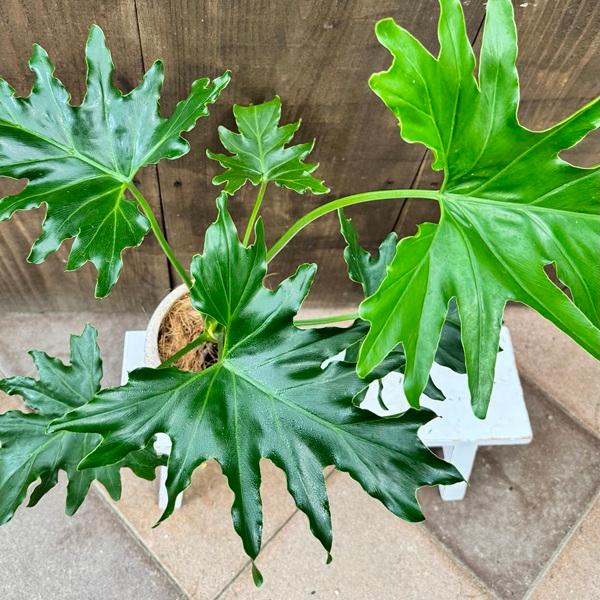 観葉植物 鉢色選べます：フィロデンドロン セローム 鉢植え*受皿付