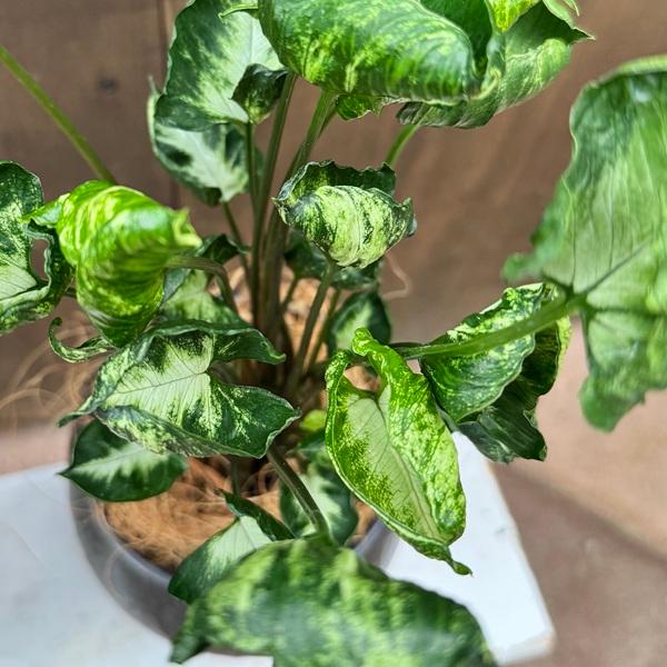 観葉植物 鉢色選べる：シンゴニューム ゴジラ 鉢植え*受皿付