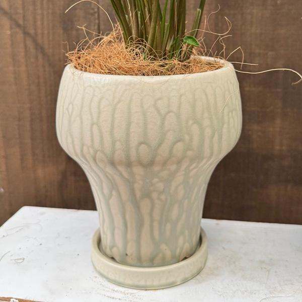 観葉植物 鉢色選べる：シンゴニューム ゴジラ 鉢植え*受皿付