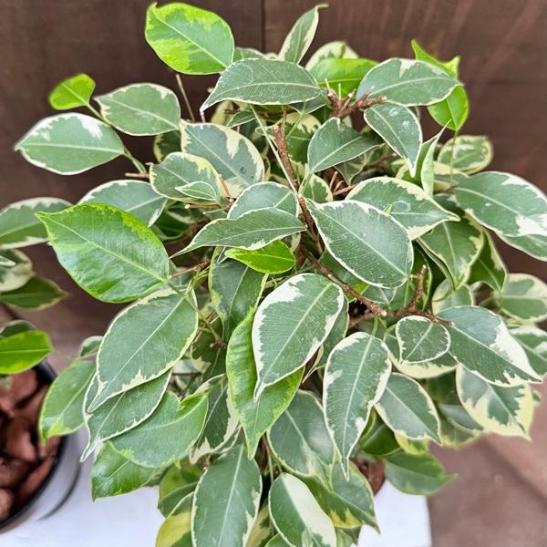 観葉植物 鉢色選べる フィカス：ねじり ベンジャミン プリンセス