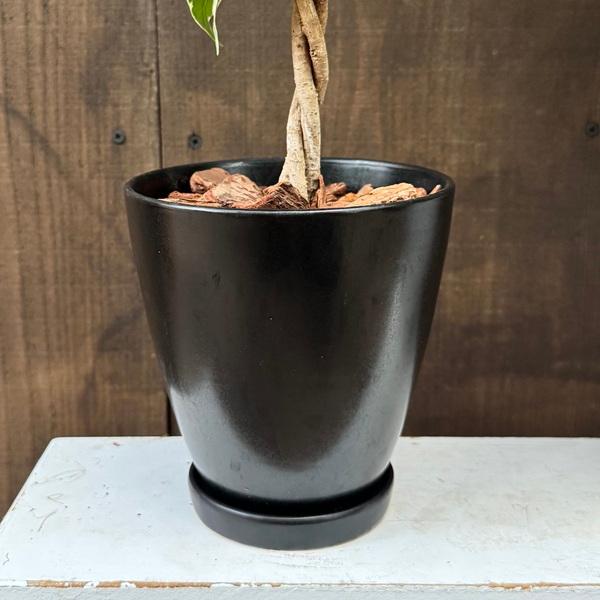 大型　フィカス　ベンジャミン　ねじり　スタンド仕立て　陶器鉢　植え込み 大型 フィカス ベンジャミン ねじり 陶器鉢 植え込み発送 | HanaGokoro