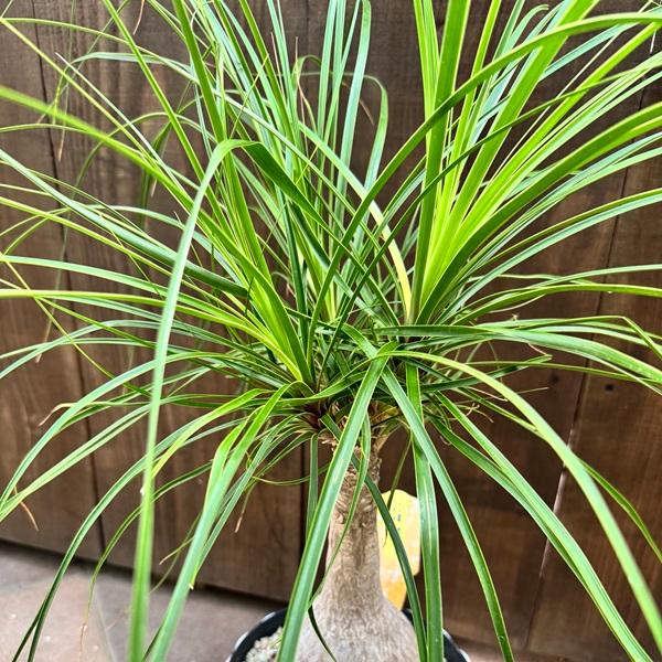 現品　トックリラン　ポニーテール　ノリナ　7番　特大　観葉植物　ドライガーデン 観葉植物 ノリナ：ポニーテール トックリラン*7号プラポット : 遊恵