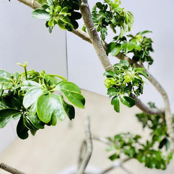 新色登場 おしゃれ 観葉植物 シェフレラレナータ ホンコンカポック ファイバー丸鉢 大型ヤマト便配送 現品をお届け 人気観葉植物 本店は R4urealtygroup Com