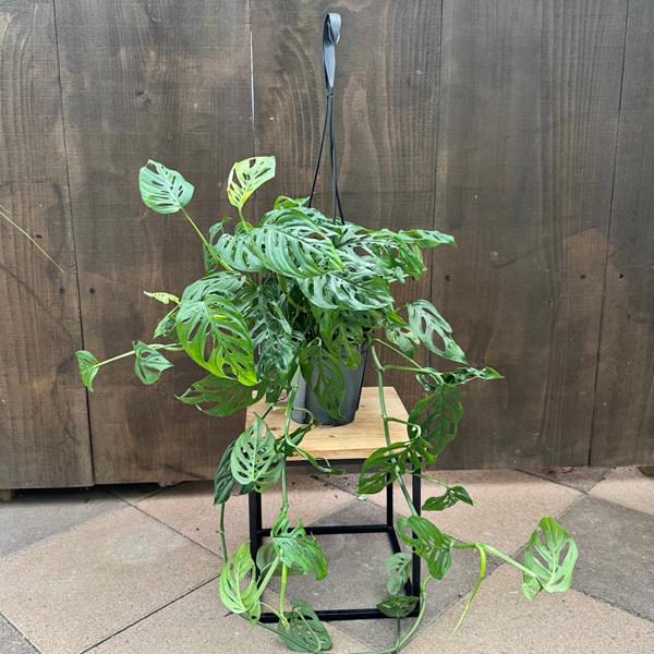 観葉植物：モンステラ エスケレート*5号 吊り鉢 Monstera esqueleto