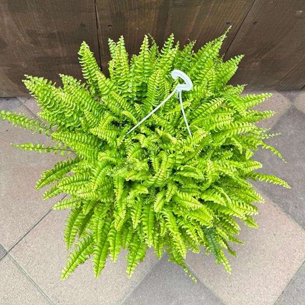 観葉植物：ネフロレピス シダ ツデー*6号吊り鉢 : 遊恵盆栽 Yahoo!店