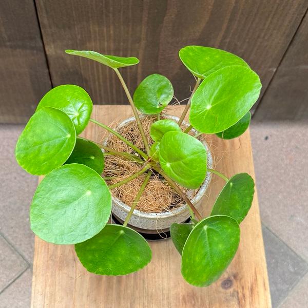 観葉植物：ピレア ペペロミオイデス 鉢植え*受皿付 ココヤシ飾り Pilea
