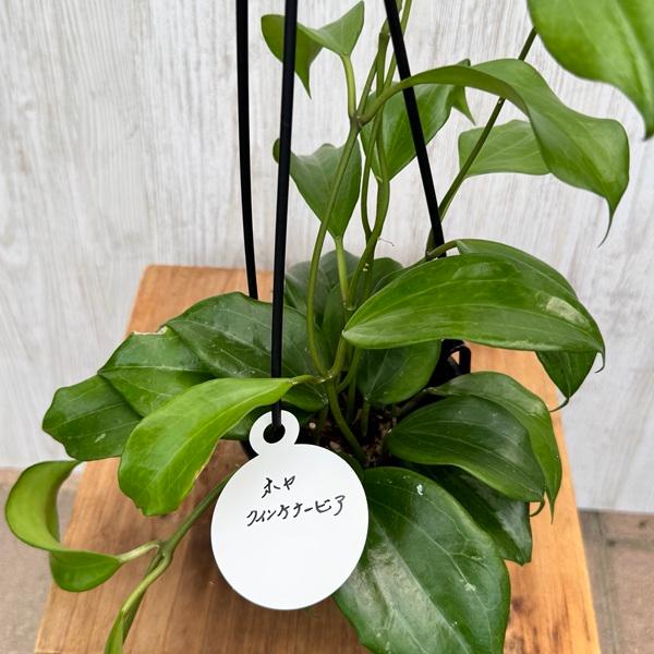 観葉植物 品種選べる：ホヤ 各種*3.5号 吊り鉢 : 遊恵盆栽 Yahoo!店