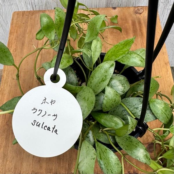 観葉植物 品種選べる：ホヤ 各種*3.5号 吊り鉢 : 遊恵盆栽 Yahoo!店