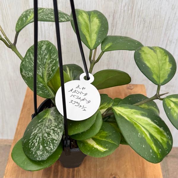 観葉植物 品種選べる：ホヤ 各種*3.5号 吊り鉢 : 遊恵盆栽 Yahoo!店