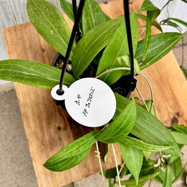 観葉植物 品種選べる：ホヤ 各種*3.5号 吊り鉢 : 遊恵盆栽 Yahoo!店