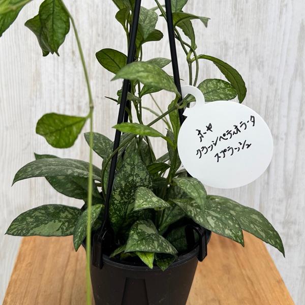 観葉植物 品種選べる：ホヤ 各種*3.5号 吊り鉢 : 遊恵盆栽 Yahoo!店
