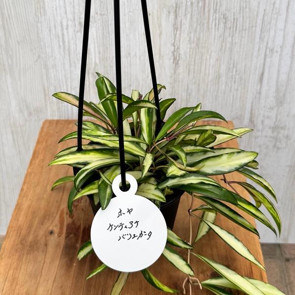 観葉植物 品種選べる：ホヤ 各種*3.5号 吊り鉢 : 遊恵盆栽 Yahoo!店