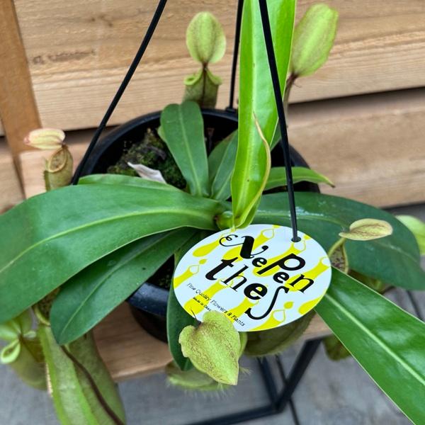 希少品種 観葉植物 食虫植物：ウツボカズラ ネペンテス ルイーザ 吊り