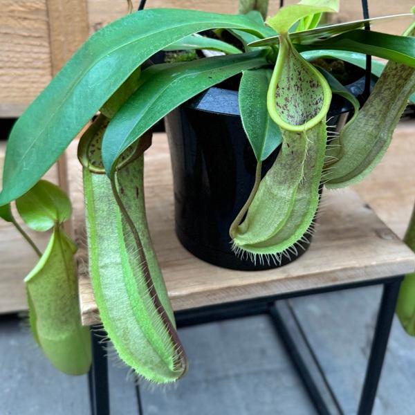 希少品種 観葉植物 食虫植物：ウツボカズラ ネペンテス ルイーザ 吊り